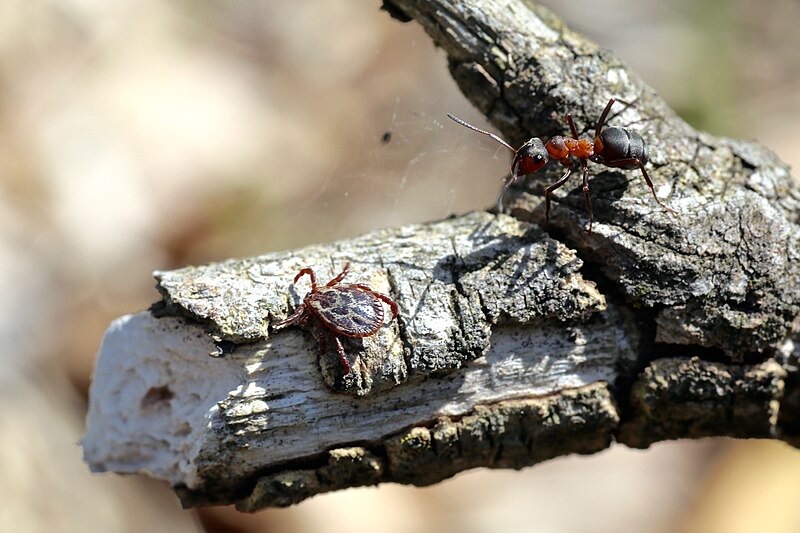 Dermacentor reticulatus ixodid tick 26455785344